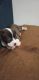 American Pit Bull Terrier Puppies for sale in MERRIAM VLG, MO 65740, USA. price: $100