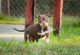 American Pit Bull Terrier Puppies for sale in Gautier, MS 39553, USA. price: NA