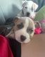 American Pit Bull Terrier Puppies for sale in Hollywood, FL, USA. price: $3,000