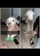 American Pit Bull Terrier Puppies for sale in Garland, TX, USA. price: NA