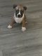 American Pit Bull Terrier Puppies for sale in Elgin, SC, USA. price: NA