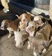 American Pit Bull Terrier Puppies for sale in Fremont, CA 94536, USA. price: NA