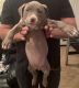 American Pit Bull Terrier Puppies for sale in Palm Springs, CA, USA. price: NA