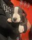 American Pit Bull Terrier Puppies for sale in National City, CA, USA. price: $500