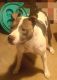 American Pit Bull Terrier Puppies for sale in Mesa, AZ, USA. price: $150