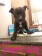 American Pit Bull Terrier Puppies for sale in Dublin, GA 31021, USA. price: NA