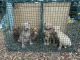 American Pit Bull Terrier Puppies for sale in Gaffney, SC, USA. price: NA