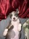 American Pit Bull Terrier Puppies for sale in Daytona Beach, FL, USA. price: $400