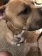 American Pit Bull Terrier Puppies for sale in Conway, AR, USA. price: NA