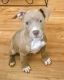 American Pit Bull Terrier Puppies for sale in 17111 North Fwy, Houston, TX 77090, USA. price: NA