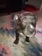 American Pit Bull Terrier Puppies for sale in Canton, IL 61520, USA. price: NA