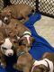 American Pit Bull Terrier Puppies for sale in Philadelphia, PA, USA. price: $650