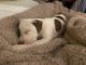 American Pit Bull Terrier Puppies for sale in New York, NY, USA. price: $1,250