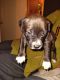 American Pit Bull Terrier Puppies for sale in Chandler, AZ 85224, USA. price: $300