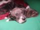 American Pit Bull Terrier Puppies for sale in 7 Elmwood Ave, Lucasville, OH 45648, USA. price: $200