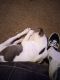 American Pit Bull Terrier Puppies for sale in Springfield, OH, USA. price: $150