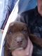 American Pit Bull Terrier Puppies for sale in Mansfield, TX, USA. price: $3,000