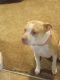 American Pit Bull Terrier Puppies for sale in Belton, MO, USA. price: $300