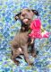 American Pit Bull Terrier Puppies for sale in Lafayette, LA, USA. price: NA