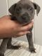 American Pit Bull Terrier Puppies for sale in Belton, MO, USA. price: $500