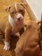 American Pit Bull Terrier Puppies for sale in Greenville, SC 29617, USA. price: $300