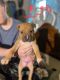 American Pit Bull Terrier Puppies for sale in Greenville, SC 29617, USA. price: $150