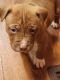 American Pit Bull Terrier Puppies for sale in Greenville, SC 29617, USA. price: $250