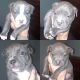 American Pit Bull Terrier Puppies for sale in Sioux City, IA, USA. price: $250