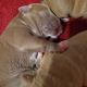 American Pit Bull Terrier Puppies for sale in Vallejo, CA, USA. price: $550
