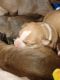 American Pit Bull Terrier Puppies for sale in Longview, WA, USA. price: NA