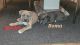 American Pit Bull Terrier Puppies for sale in Baltimore, MD, USA. price: $250