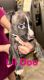 American Pit Bull Terrier Puppies for sale in Albany, NY 12205, USA. price: NA
