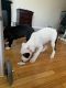 American Pit Bull Terrier Puppies for sale in St Paul, MN, USA. price: NA