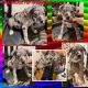 American Pit Bull Terrier Puppies for sale in New York, NY, USA. price: $1,500