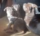 American Pit Bull Terrier Puppies for sale in Hollyvilla, KY 40118, USA. price: NA
