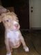 American Pit Bull Terrier Puppies for sale in Panama City, FL, USA. price: $300