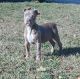 American Pit Bull Terrier Puppies for sale in Augusta, GA, USA. price: $350