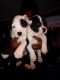 American Pit Bull Terrier Puppies for sale in Fayetteville, NC, USA. price: $200