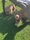 American Pit Bull Terrier Puppies for sale in Sacramento, CA, USA. price: $600