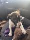 American Pit Bull Terrier Puppies for sale in Waynesville, MO 65583, USA. price: $65