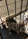 American Pit Bull Terrier Puppies for sale in Chesapeake, VA 23321, USA. price: $500
