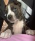 American Pit Bull Terrier Puppies for sale in Cypress, TX 77433, USA. price: NA
