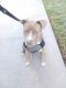 American Pit Bull Terrier Puppies for sale in El Cajon, CA 92020, USA. price: $950