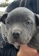 American Pit Bull Terrier Puppies for sale in Spokane, WA, USA. price: $1,000