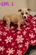American Pit Bull Terrier Puppies for sale in Sacramento, CA 95838, USA. price: $600