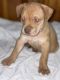 American Pit Bull Terrier Puppies for sale in 205 Maplewood St, Oxford, NC 27565, USA. price: $400