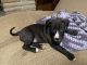 American Pit Bull Terrier Puppies for sale in Lorain, OH, USA. price: NA