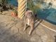 American Pit Bull Terrier Puppies for sale in Beverly Hills, CA, USA. price: NA