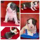 American Pit Bull Terrier Puppies for sale in Trenton, NJ, USA. price: NA