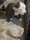 American Pit Bull Terrier Puppies for sale in Indianapolis, IN, USA. price: $300